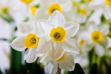 微软聘请“对抗欧盟”高手律师 协助推翻英监管机构决策